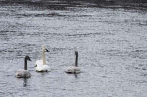 swans on Mississippi River