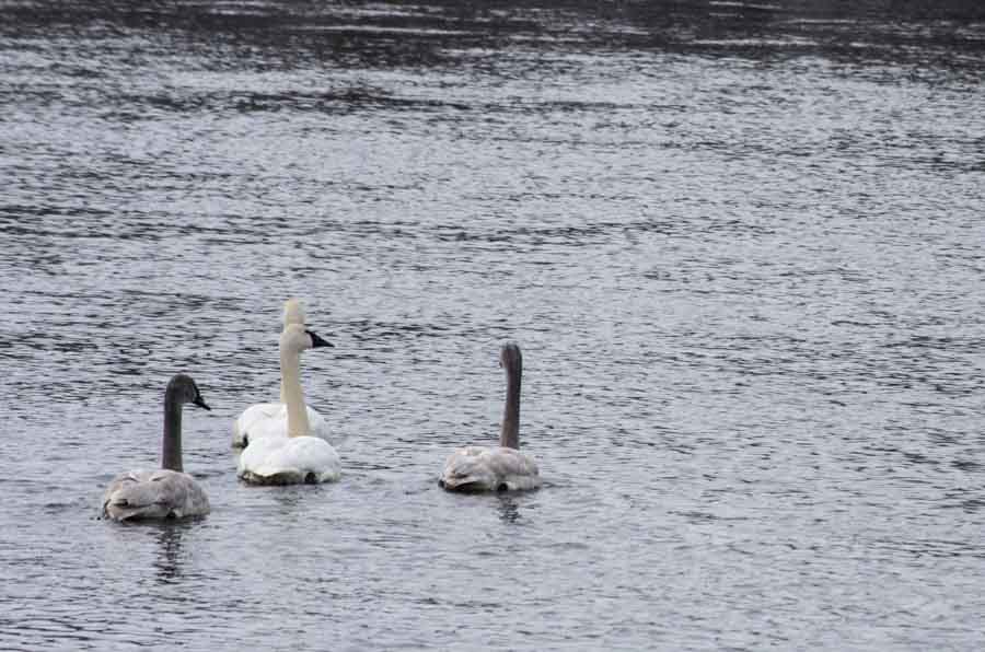 swans on Mississippi River