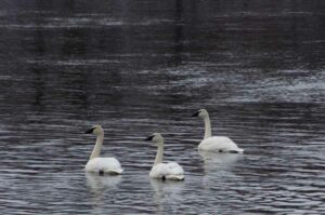 swans on Mississippi River