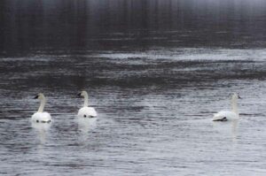 swans on Mississippi River