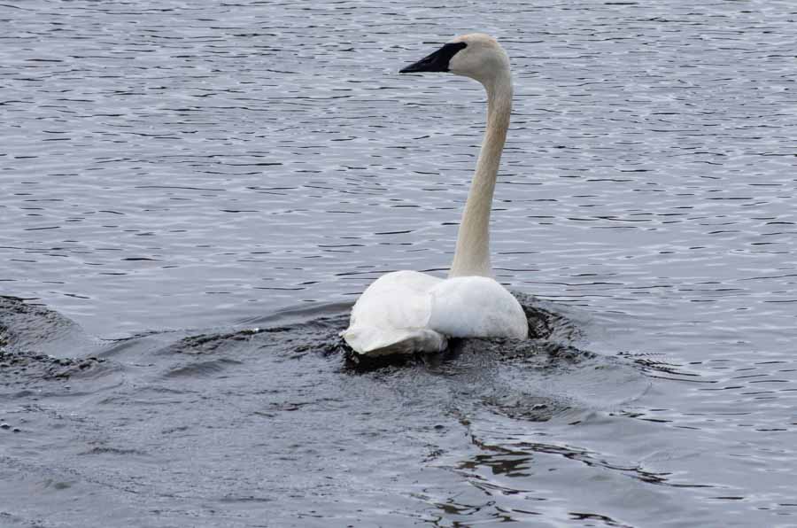 swans on Mississippi River