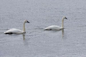 swans on Mississippi River