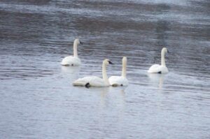 swans on Mississippi River