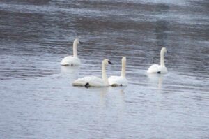 swans on Mississippi River