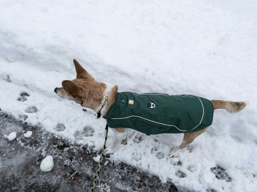 Dog walk on icy paths