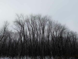 winter trees