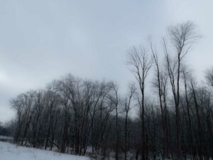 winter trees