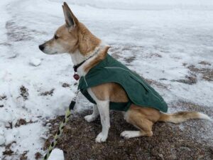 Dog walk on icy paths