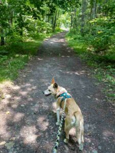 Dog walking on wooded trail