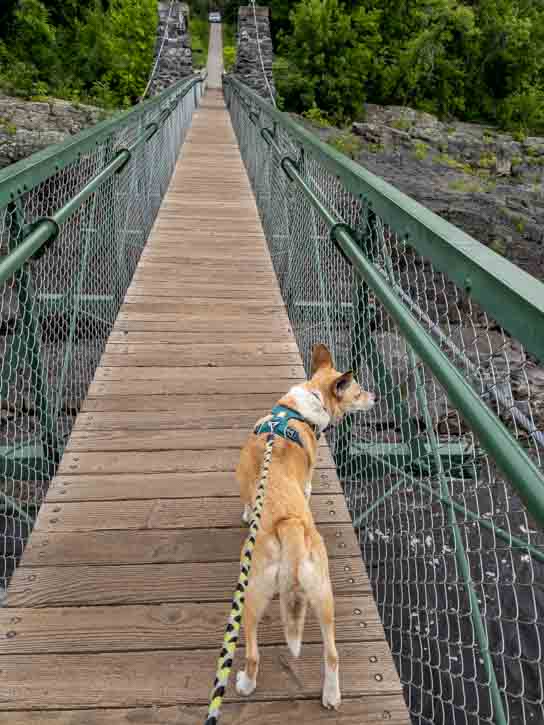 Dog crossing bridge over a river