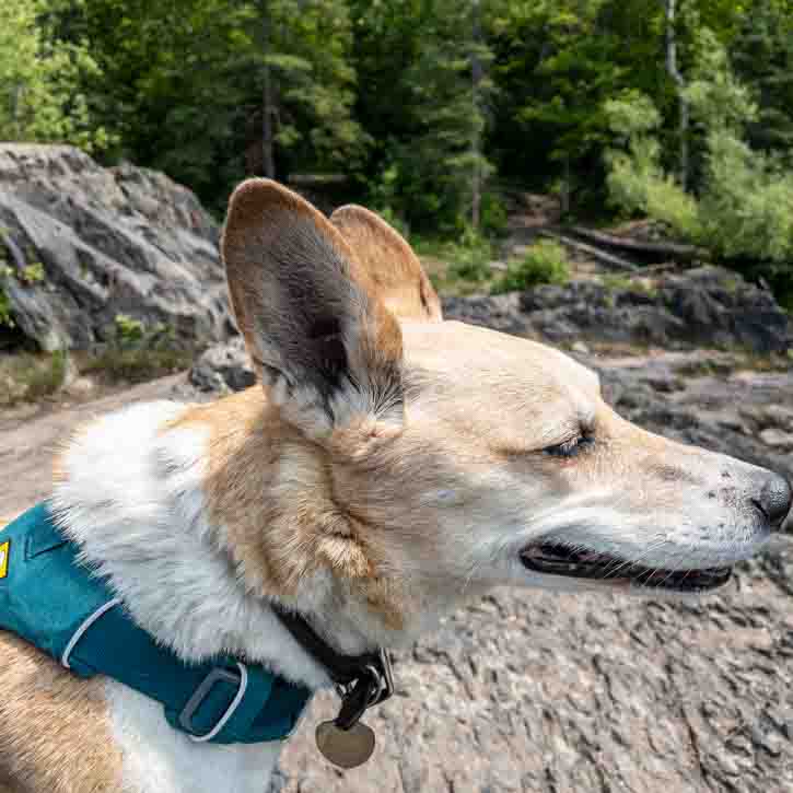dog sitting on rocky ground