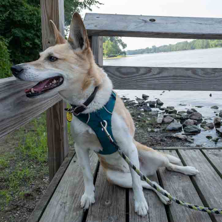 dog sitting by Mississippi River