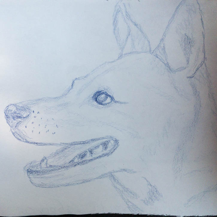 Sketch of dog