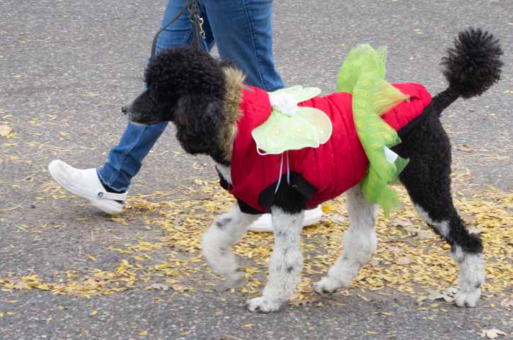 Poodle in fairy costume