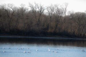 Swans and ducks in the Mississippi River