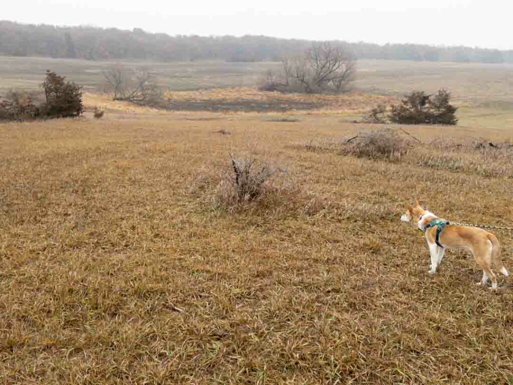 Small dog looking out into a field