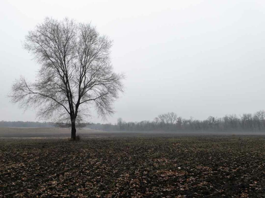 Lone tree in a plowed winter field