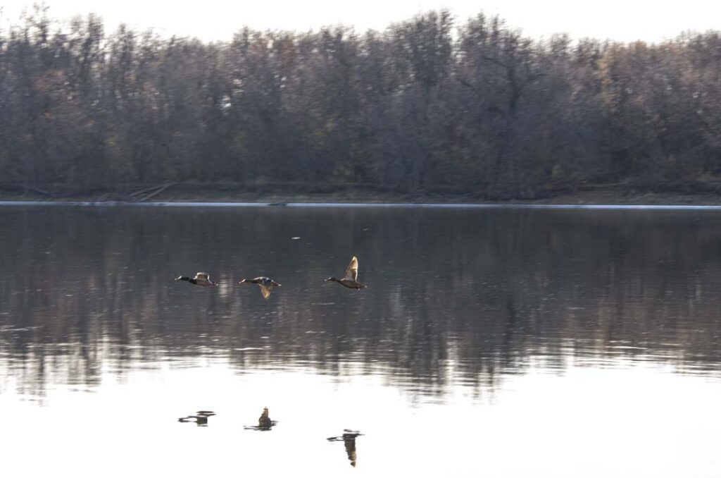 Three ducks flying above the surface of the Mississippi River