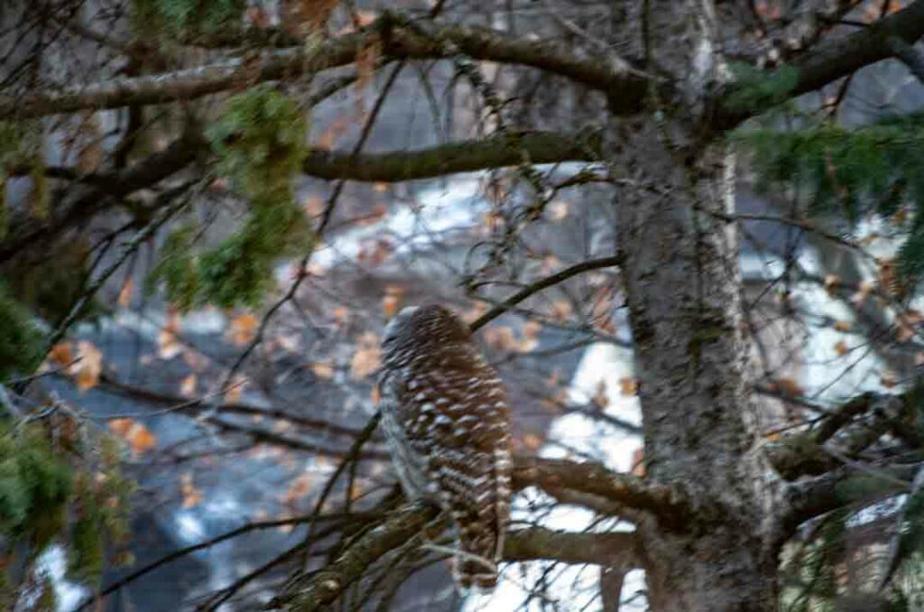 barred owl in tree