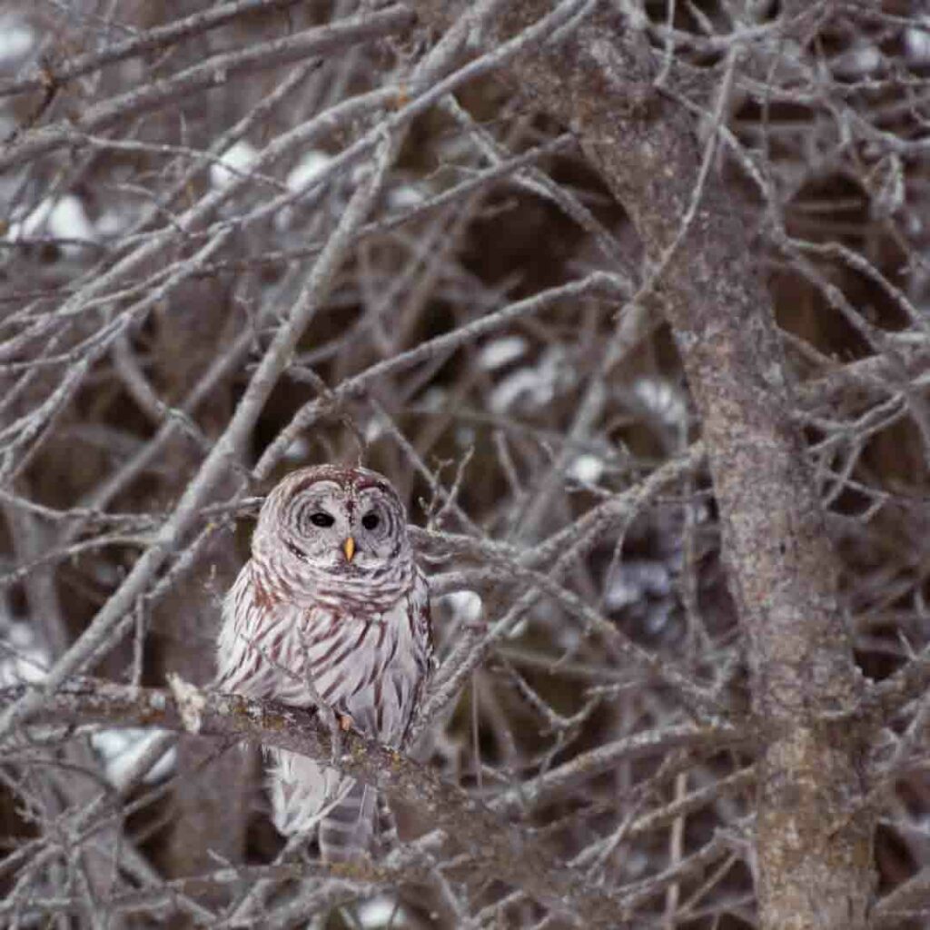 barred owl in tree