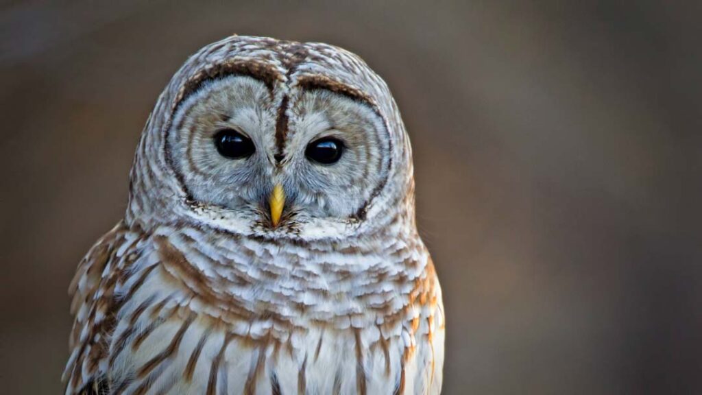 barred owl