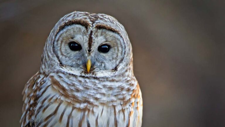 A Barred Owl and Stillness