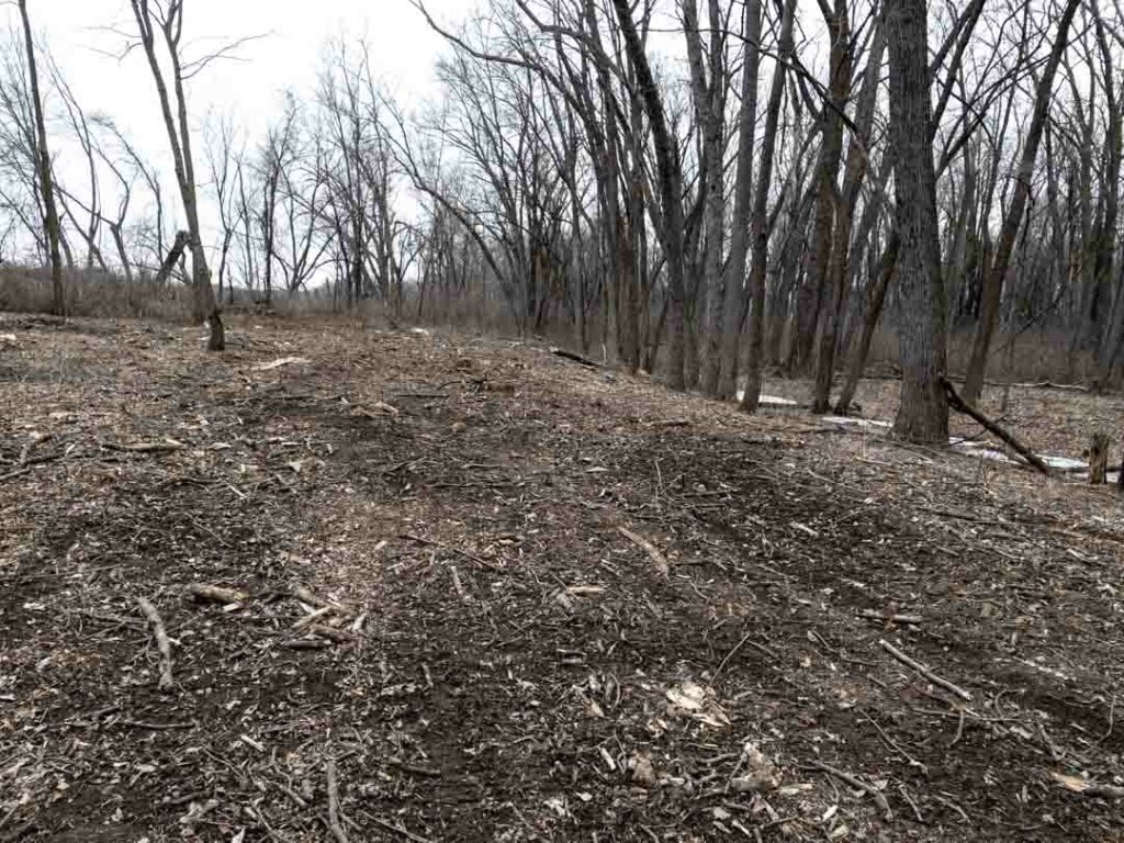 woods after removal of ash trees due to ash bore infestation