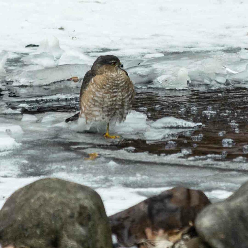 Cooper Hawk at the backyard pond