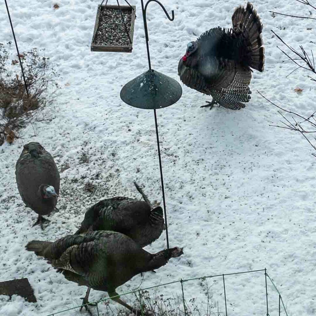 Wild turkeys at the front yard bird feeder