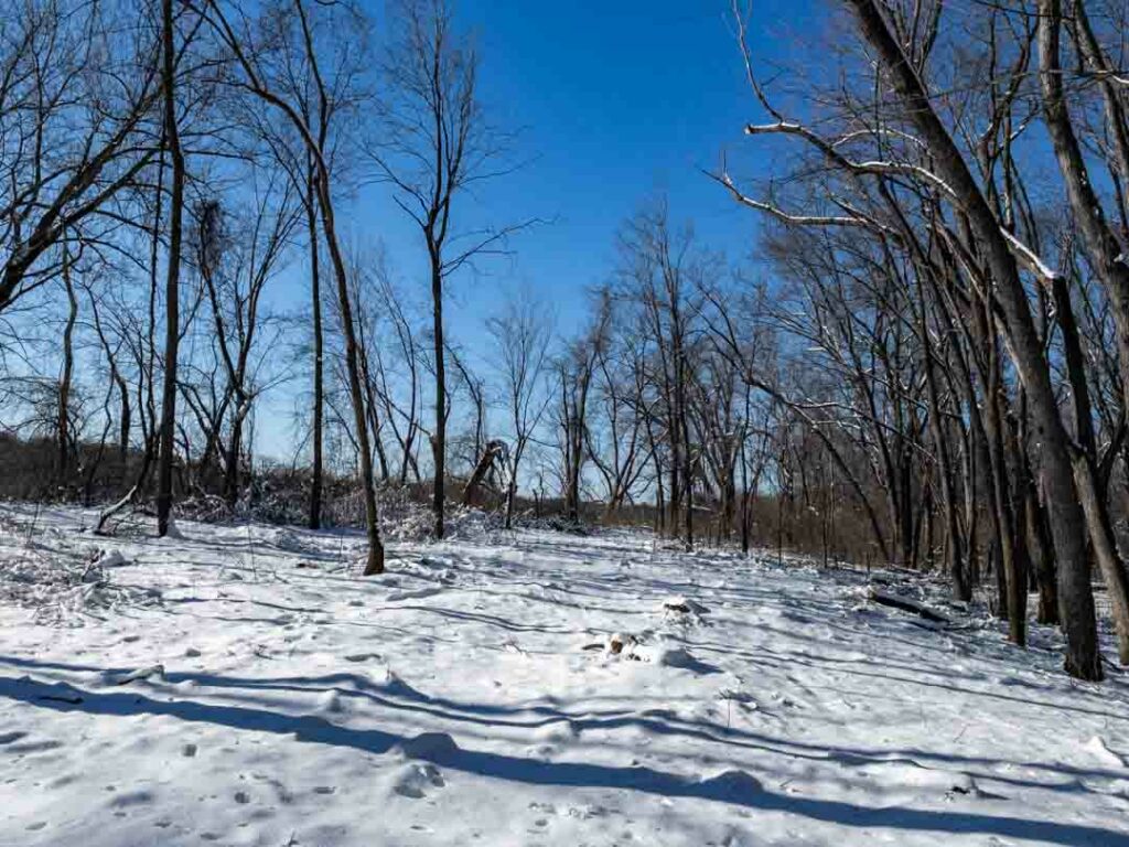 woods after removal of ash trees due to ash bore infestation