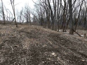 woods after removal of ash trees due to ash bore infestation