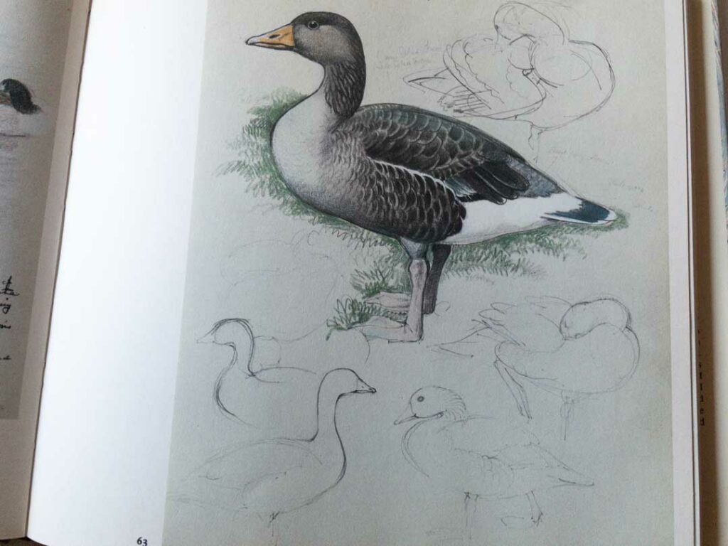 sketches by Charles Tunnicliffe from "A Sketchbook of Birds"